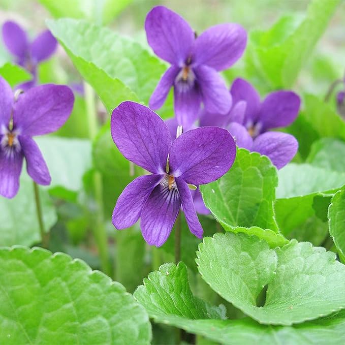 lavender purple flower seeds