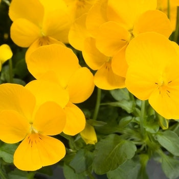 violarebelinatrailinggoldenyellowimportedheirloomnongmohighgerminationorganicgarden flower seeds
