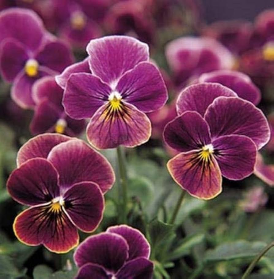 black viola flower seeds