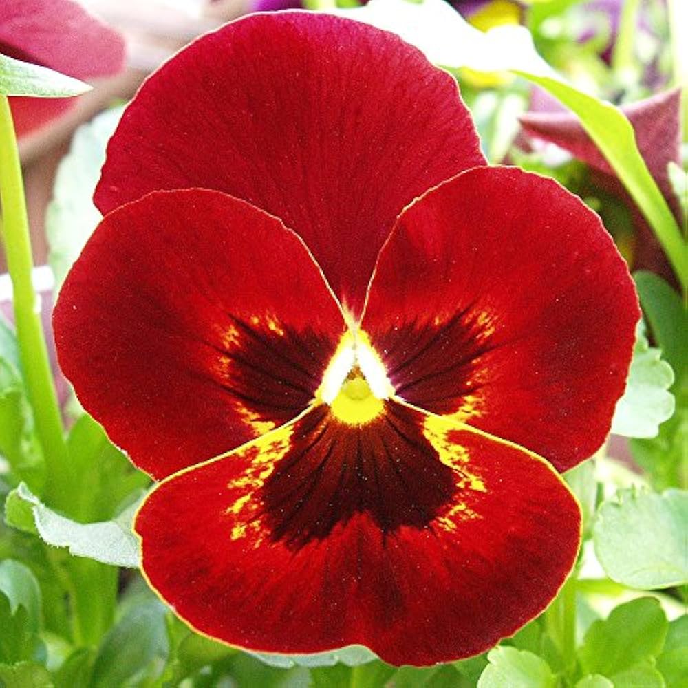 yellow yellow flower seeds