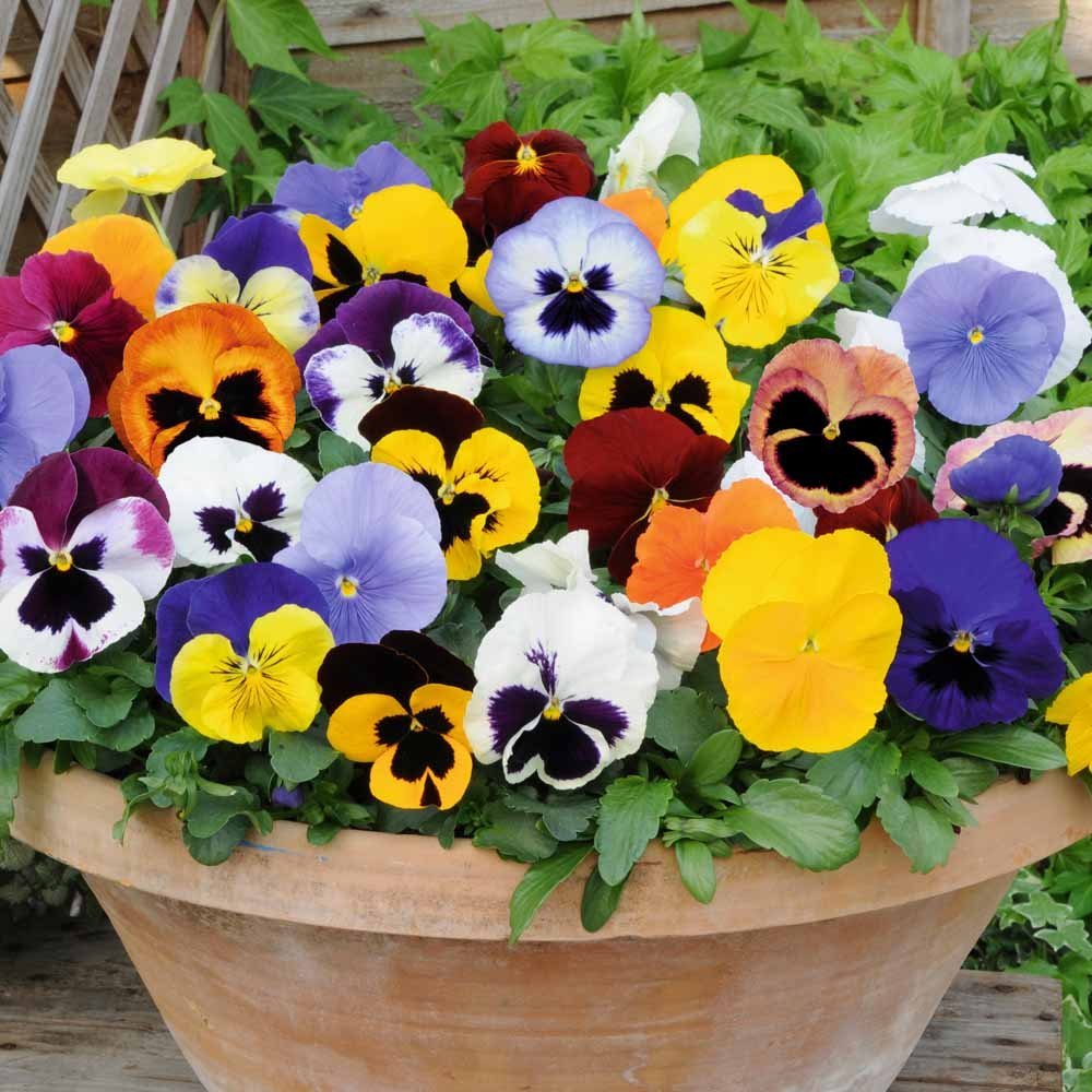 viola sorbetto flower seeds