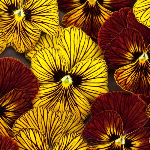 violatigereyeimportedheirloomnongmohighgerminationorganicgarden flower seeds