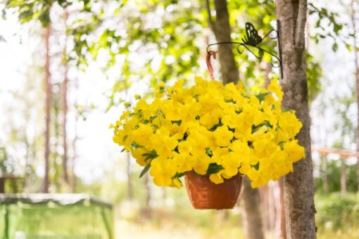 yellow viola flower seeds