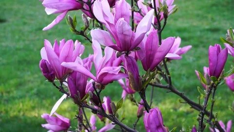 Magnolia Flower Seeds Purple – Heirloom Non-GMO High Germination