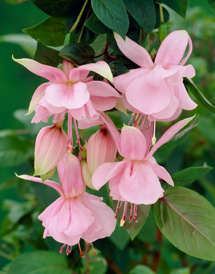 Pink Fuchsia Flower Seeds – Heirloom, Non-GMO, High Germination Organic Garden
