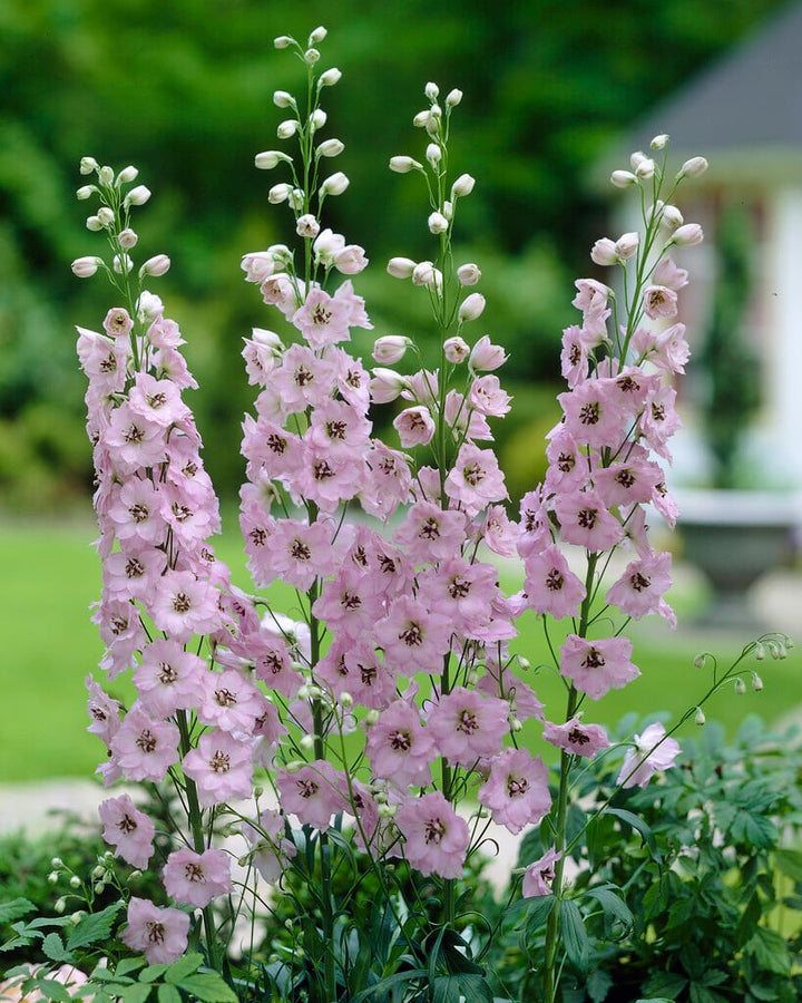 Pale Pink Delphinium Flower Seeds – Heirloom Non-GMO High Germination Seeds