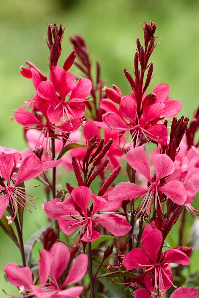 Gaura Flower Seeds Red – Heirloom Non-GMO High Germination Seeds