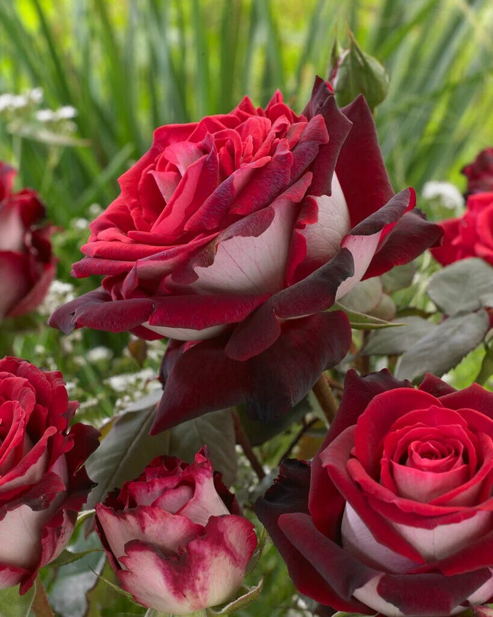Rote Weiße Osiria Rosenblumensamen zum Pflanzen – Alte Sorte Gentechnikfrei Hohe Keimrate Bio-Gartensamen