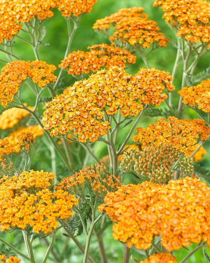 Orange Achillea Flower Seeds – Heirloom, Non-GMO, High Germination Seeds