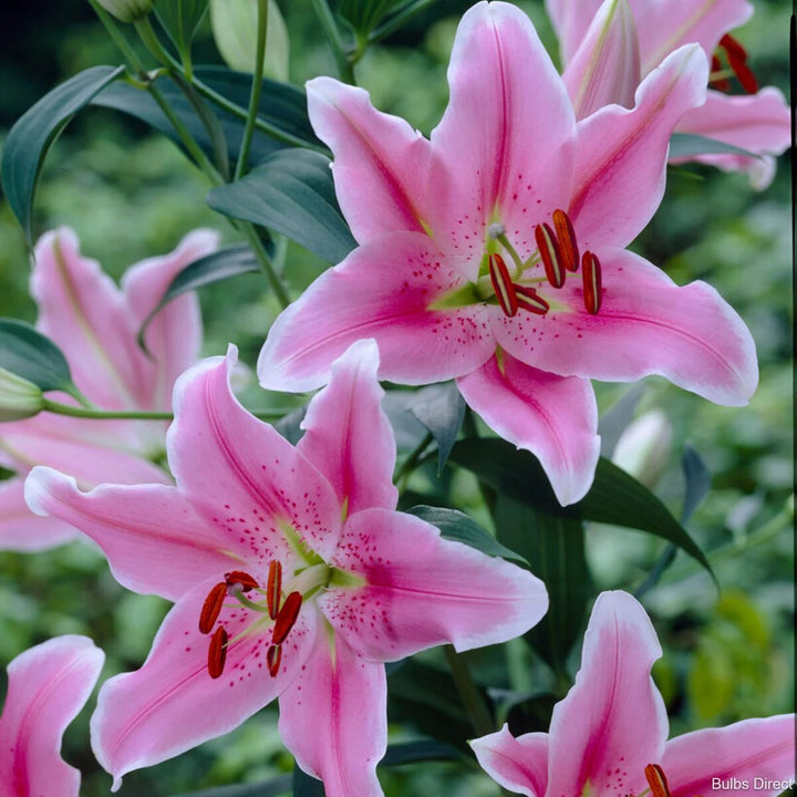 Light Pink Clivia Flower Seeds – Heirloom, Non-GMO, High Germination Seeds