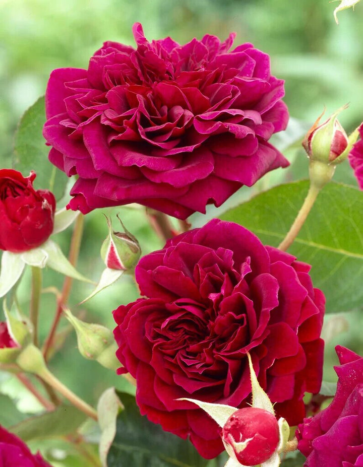 Red Rose Osiria Flower Seeds for Planting – Heirloom Non-GMO High Germination Organic Garden Seeds