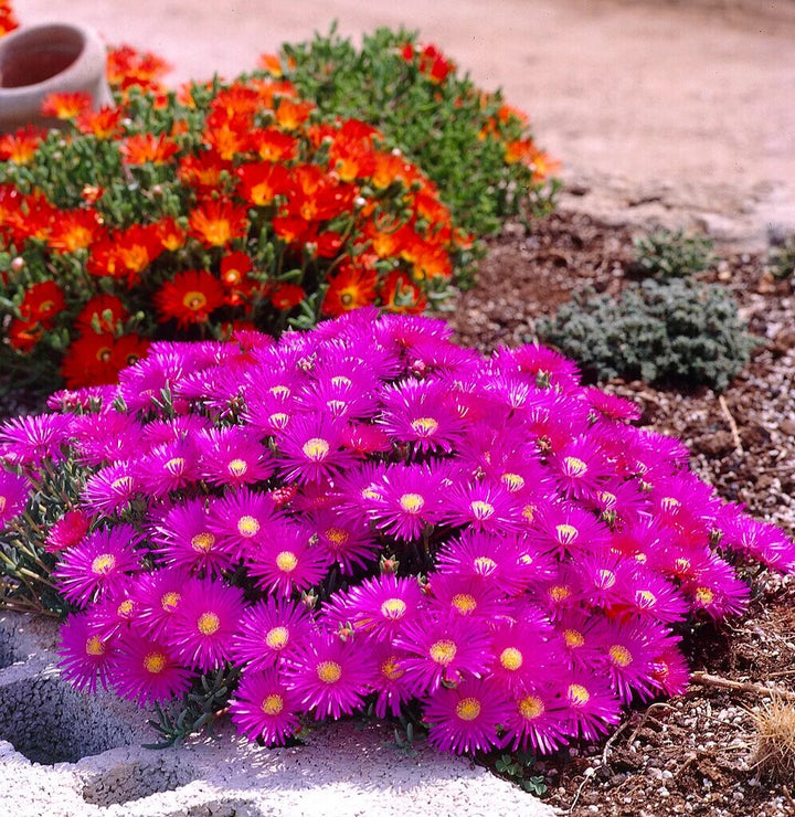 Pink Lampranthus Flowers Seeds – Heirloom, Non-GMO, High Germination Seeds