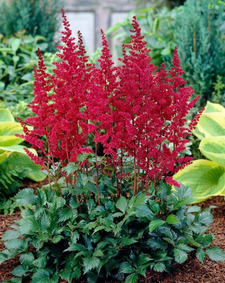 Red Astilbe Flower Seeds for Planting Heirloom Non-GMO High Germination Organic Garden Seeds