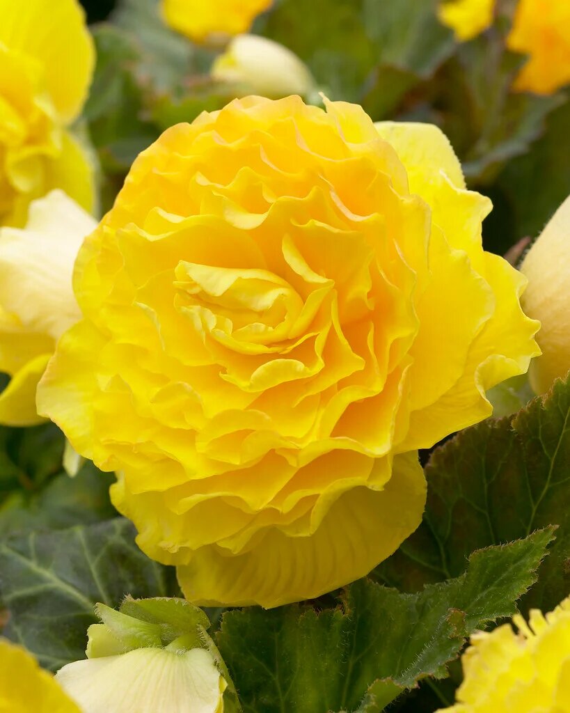 Yellow Begonia Flower Seeds for Planting – Heirloom Non-GMO High Germination Organic Seeds