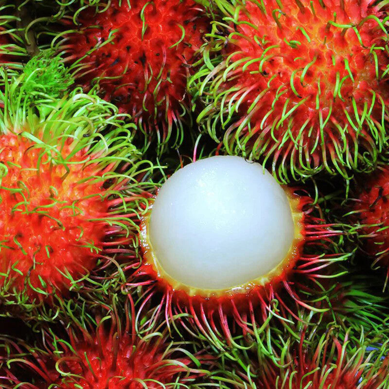 Rambutan Fruit Seeds for Planting – Heirloom Non-GMO, High Germination Organic Garden Seeds