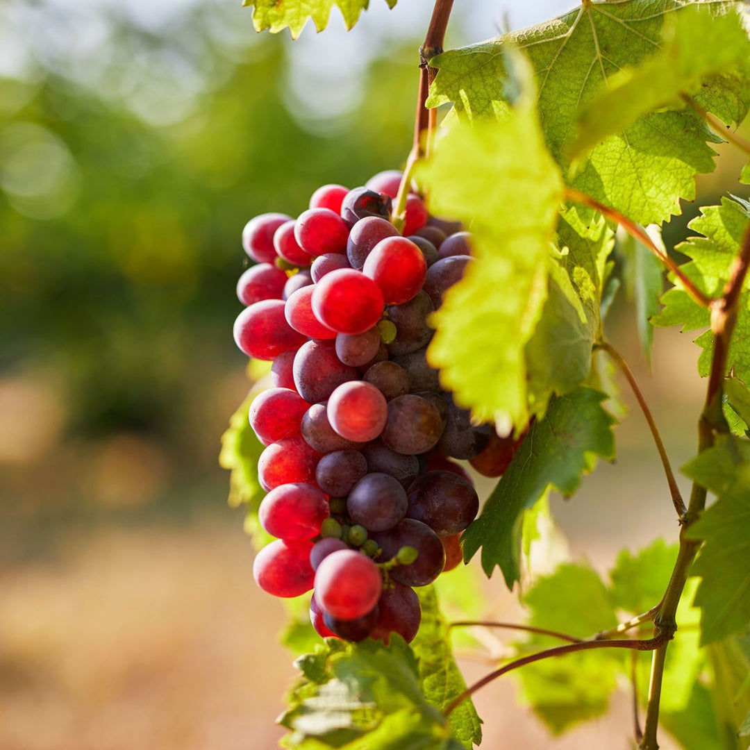 vitis labrusca flower seeds