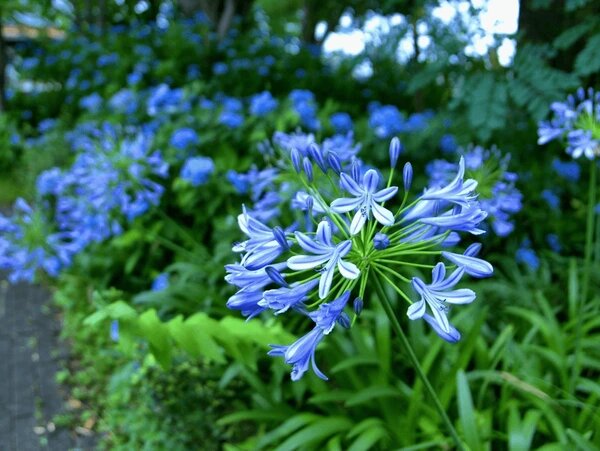 Blue Clivia Flower Seeds for Planting – Heirloom Non-GMO High Germination Organic Seeds