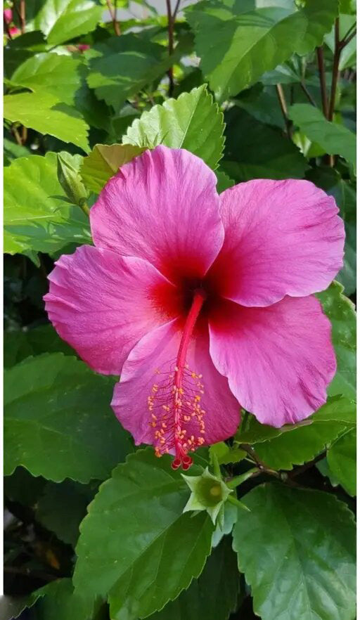 Rosa Hibiskus Blumensamen – Alte Sorte, Non-GMO, hohe Keimfähigkeit