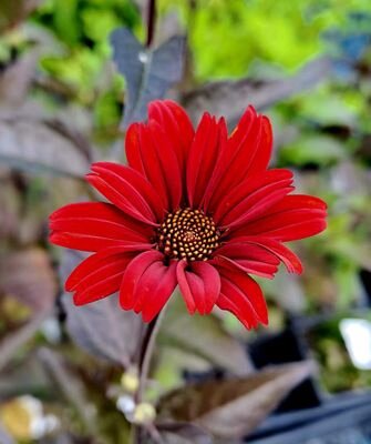 Red Heliopsis Flower Seeds – Heirloom, Non-GMO, High Germination Seeds