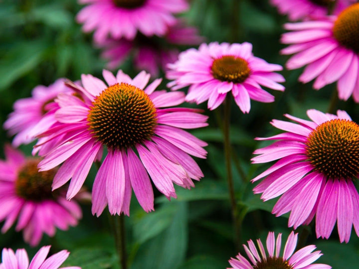 Pink Cone Flower Seeds for Planting – Heirloom Non-GMO High Germination Seeds