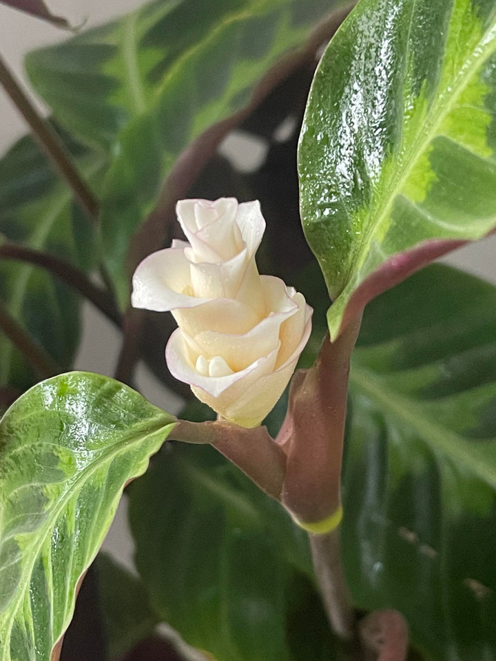 Calathea Warscewiczii Flower Seeds – Heirloom, Non-GMO, High Germination Organic Garden Seeds