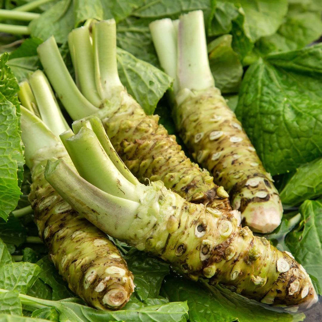 Wasabi Wasabia herb seeds