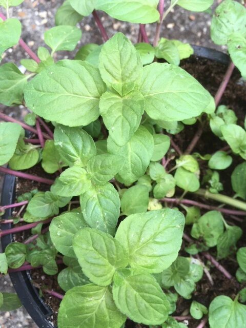Green Water Mint Plant Seeds for Planting – Heirloom Non-GMO High Germination Organic Garden Seeds