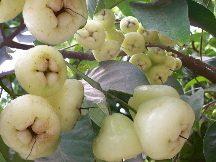White Rose Apple Fruit Seeds for Planting – Heirloom Non-GMO High Germination Garden Seeds