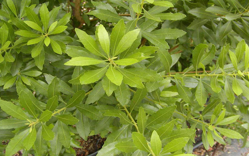 Green Wax Myrtle Seeds – Heirloom &amp; Non-GMO Aromatic Evergreen Shrub Seeds for Planting | High Germination Organic Garden Seeds