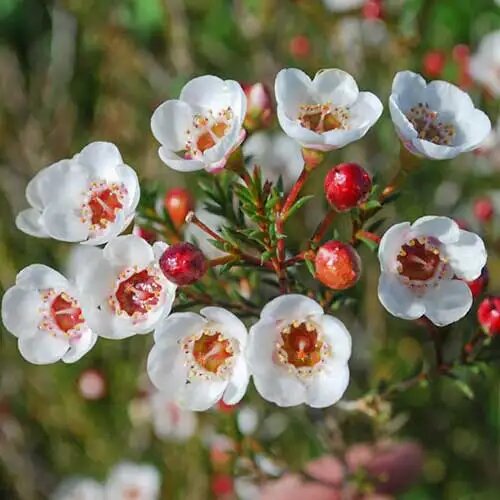 Red White Chamelaucium Flower Seeds for Planting – Heirloom Non-GMO High Germination