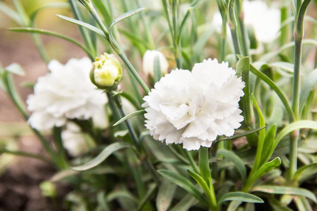 white white flower seeds