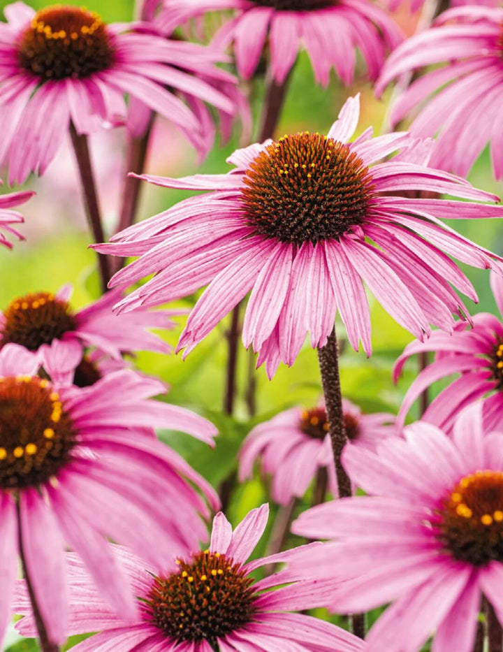 Echinacea Flower Seeds Pink – Heirloom, Non-GMO, High Germination Seeds