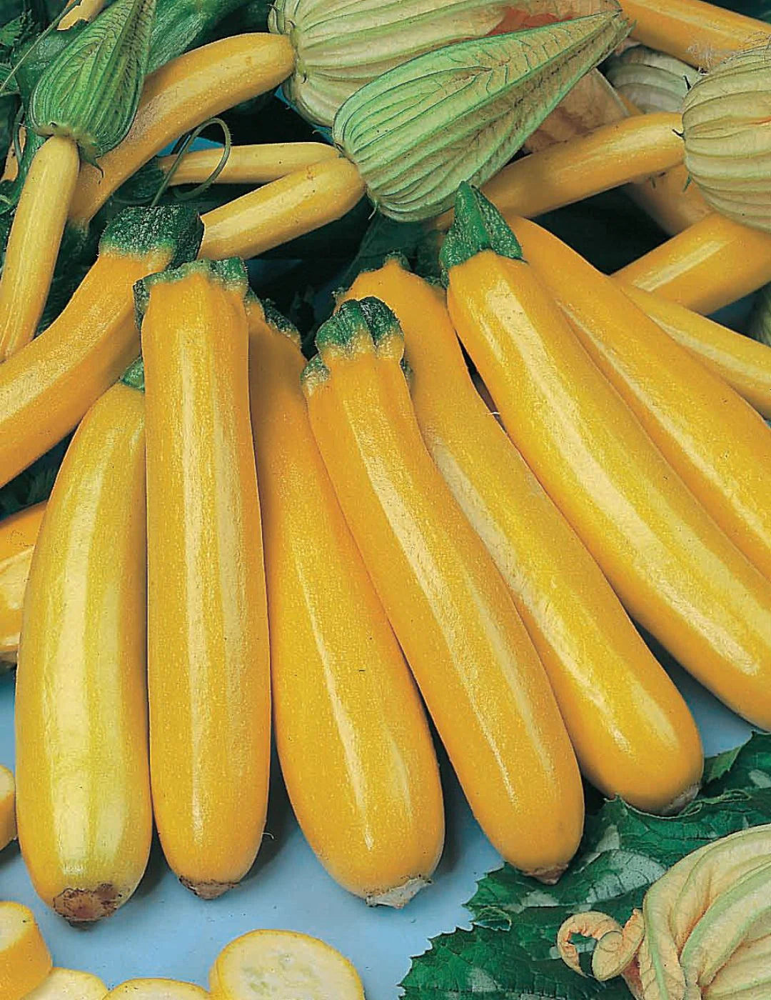 Zucchini Gold Rush F1 Seeds for Planting – High Yield Organic Summer Squash Seeds, Non-GMO, Fast Growing Vegetable Garden Seeds