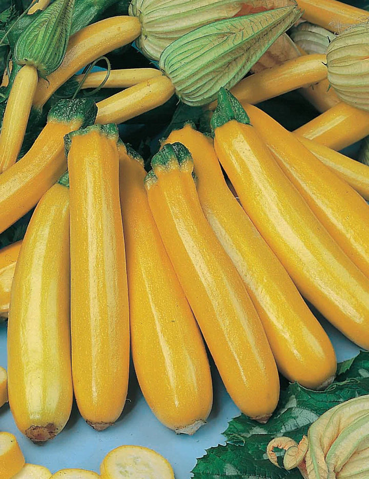 Zucchini Gold Rush F1 Seeds for Planting – High Yield Organic Summer Squash Seeds, Non-GMO, Fast Growing Vegetable Garden Seeds