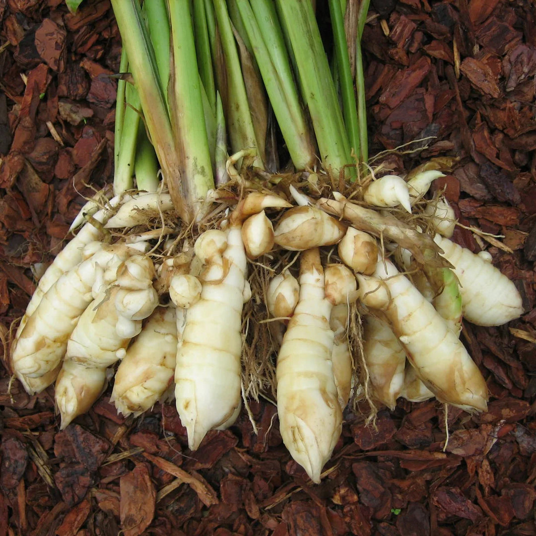Florida Arrowroot herb seeds