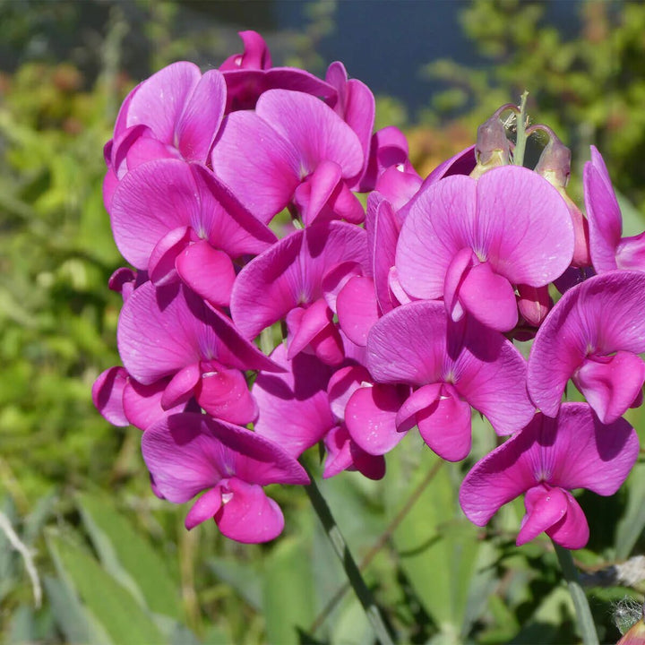 Pink Lathyrus Odoratus Flower Seeds – Heirloom, Non-GMO, High Germination Seeds