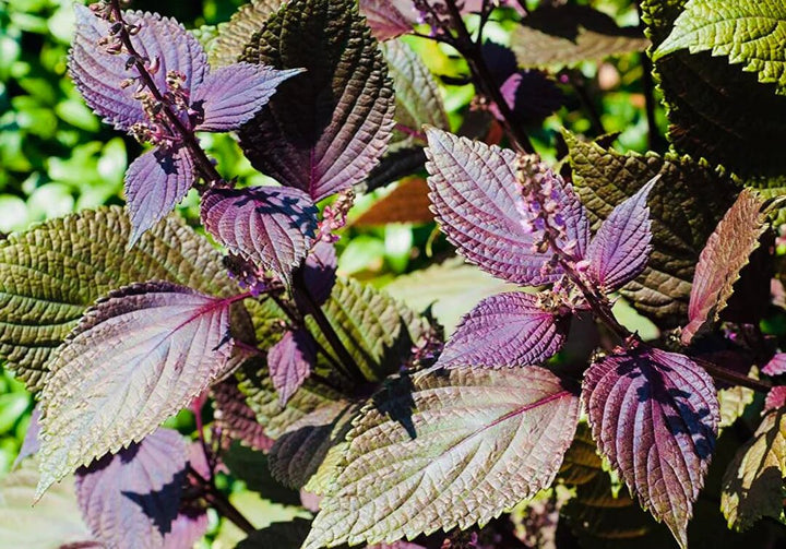 Purple Green Shiso Seeds for Planting Perilla – Heirloom, Non-GMO, High Germination Seeds