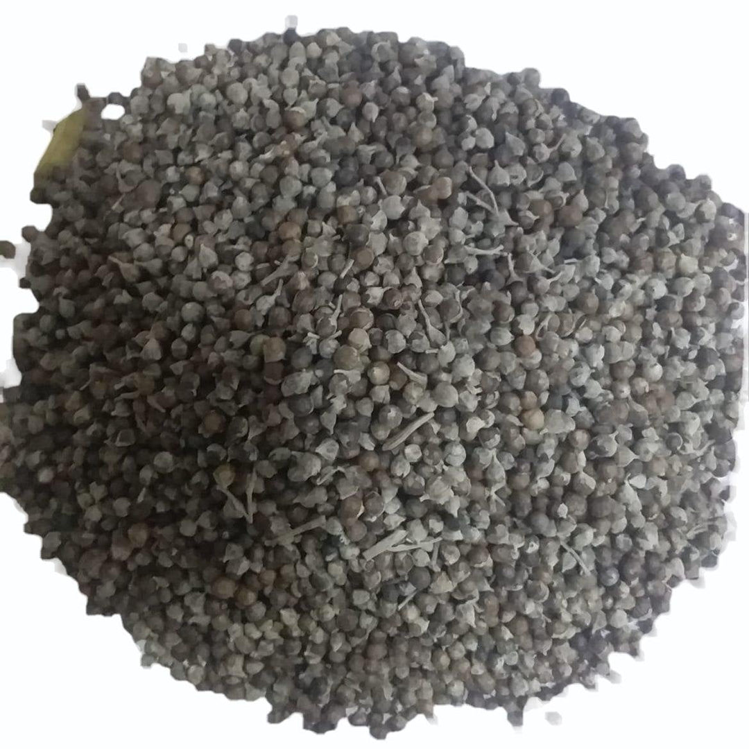 Nirgundi Plant herb seeds