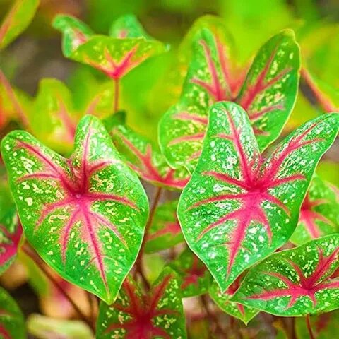Caladium Bicolor Flower Seeds For Planting Pink Green – Heirloom, Non-GMO, High Germination Seeds Organic Garden Seeds