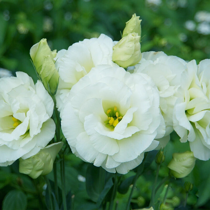 White Perennial Lisianthus Flower Seeds For Planting – Heirloom Non-GMO Organic Garden Seeds