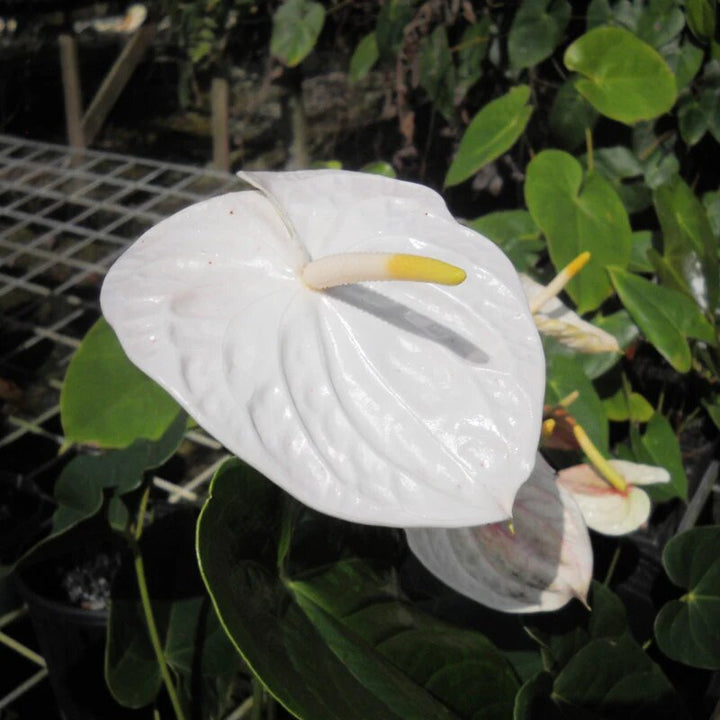 Semillas de Flor de Anturio Gigante Blanca – Cimarrón, No OGM, Semillas de Alta Germinación