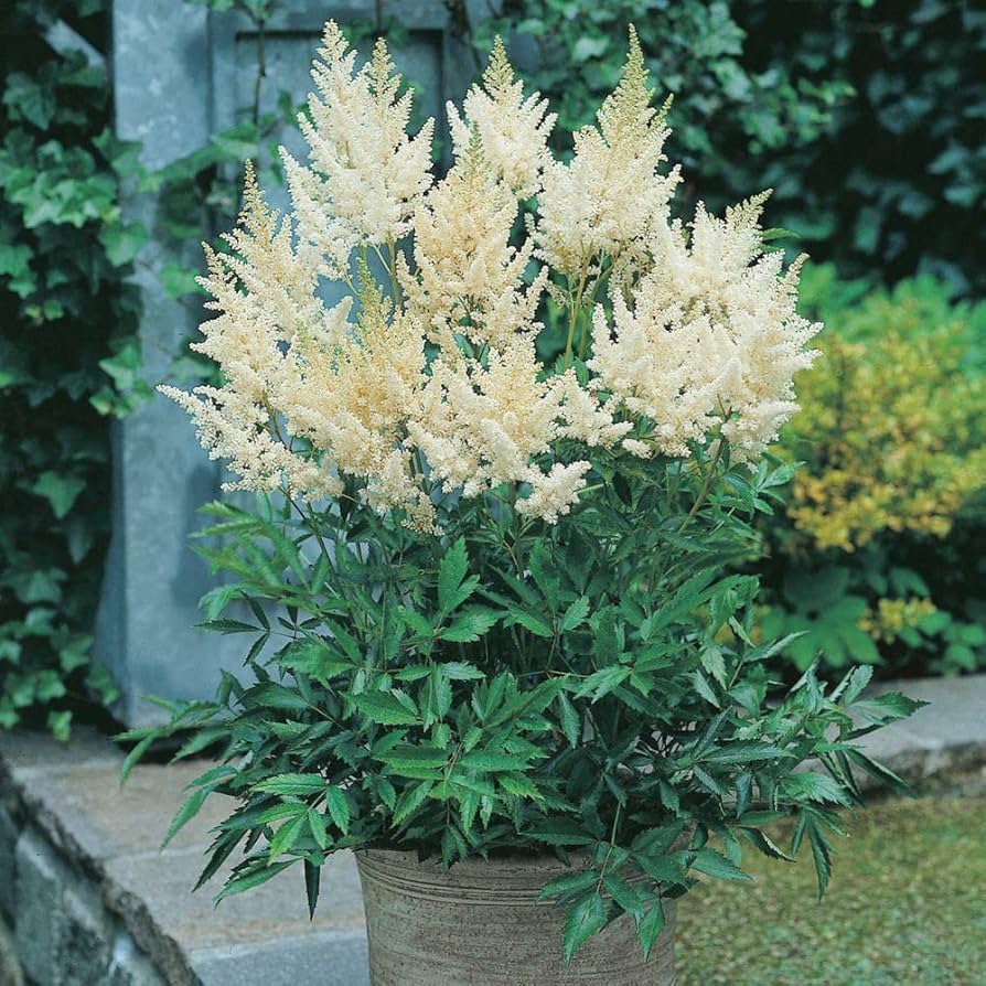 white astilbe flower seeds