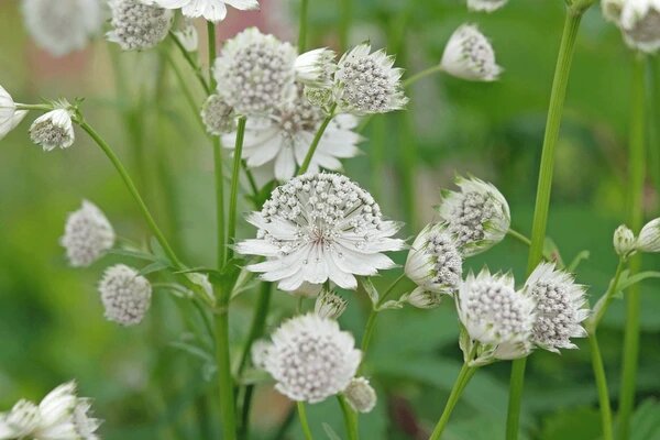 Weiße Sterndolde Blumensamen zum Pflanzen – Alte Sorte gentechnikfrei hohe Keimrate Bio-Samen