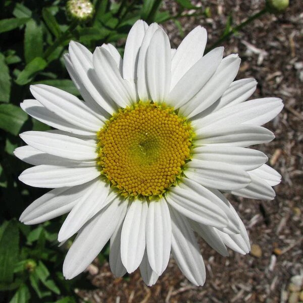 Daisy Flower Seeds White – Heirloom, Non-GMO, High Germination Organic Garden Seeds