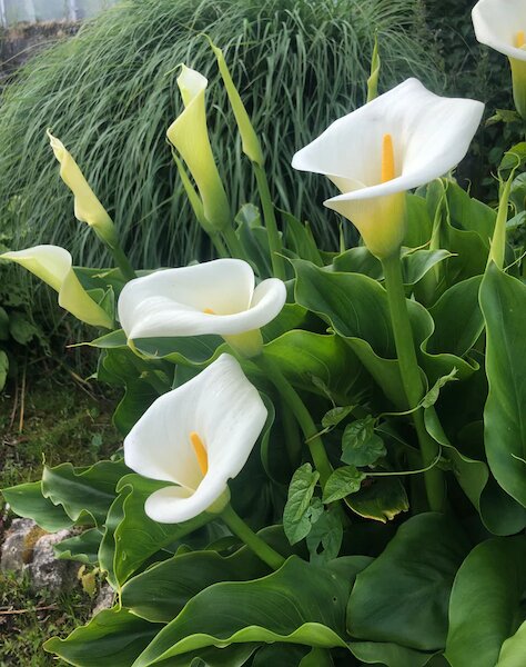 White Calla Flower Seeds Heirloom Non-GMO High Germination Organic Garden Seeds for Planting