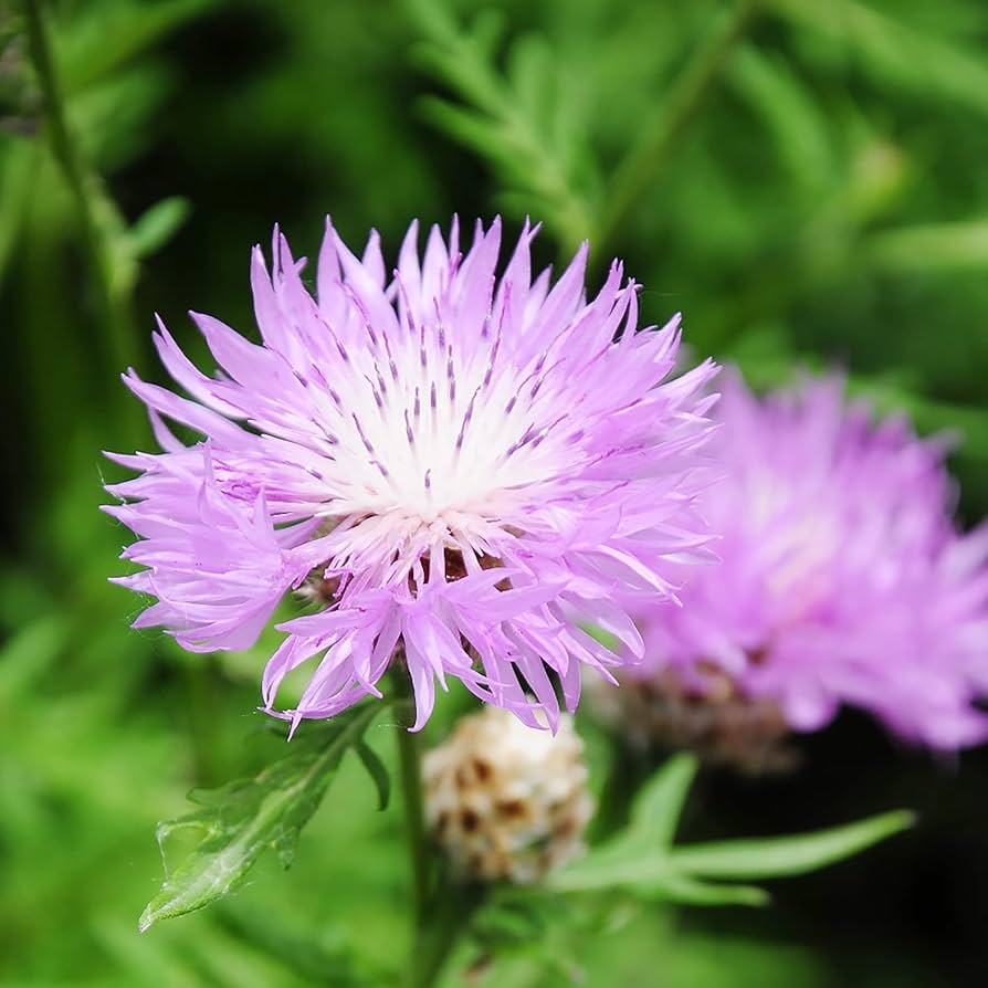 white centaurea flower seeds