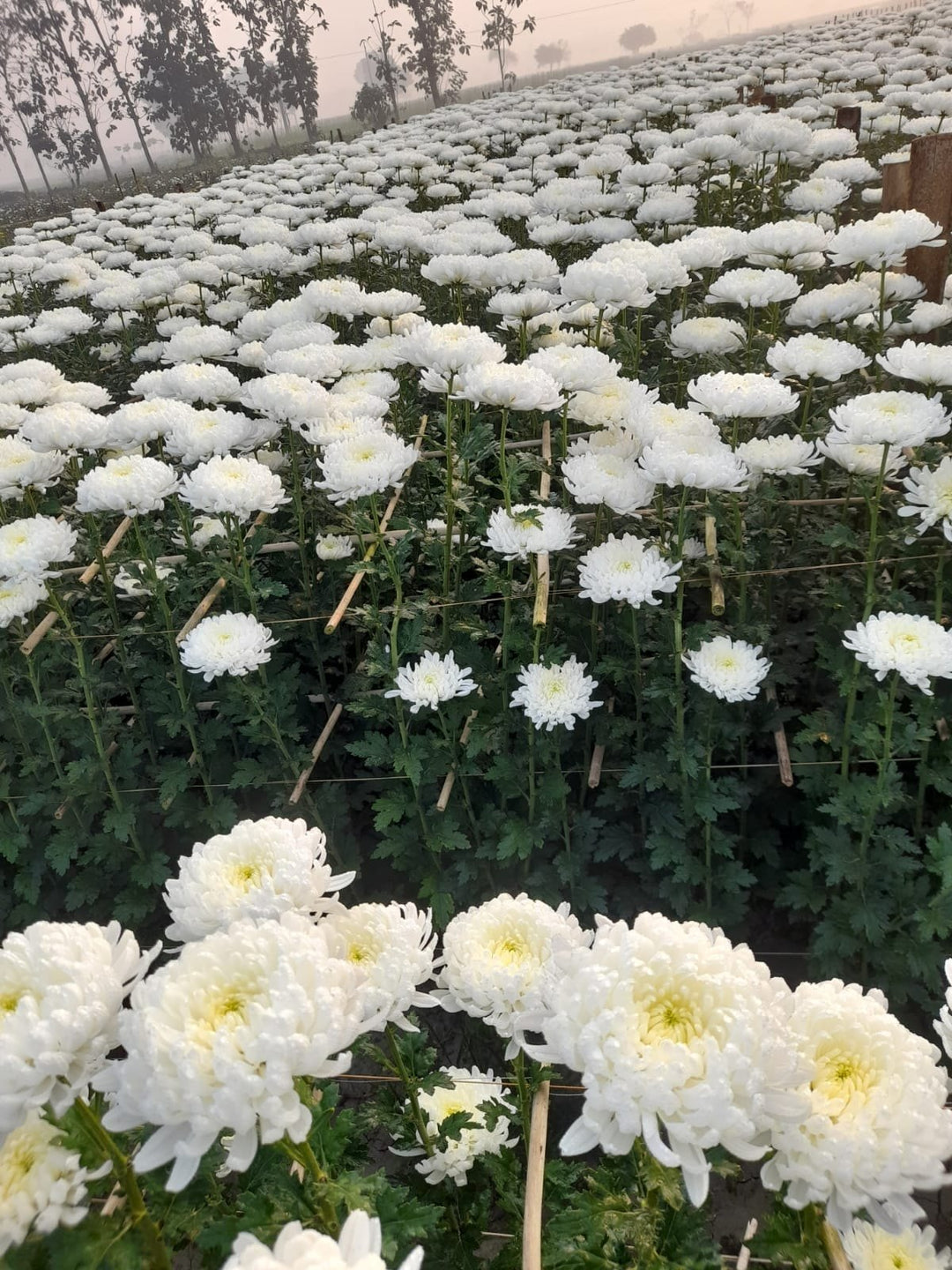 Chrysanthemum Flower Seeds White – Heirloom, Non-GMO, High Germination Seeds