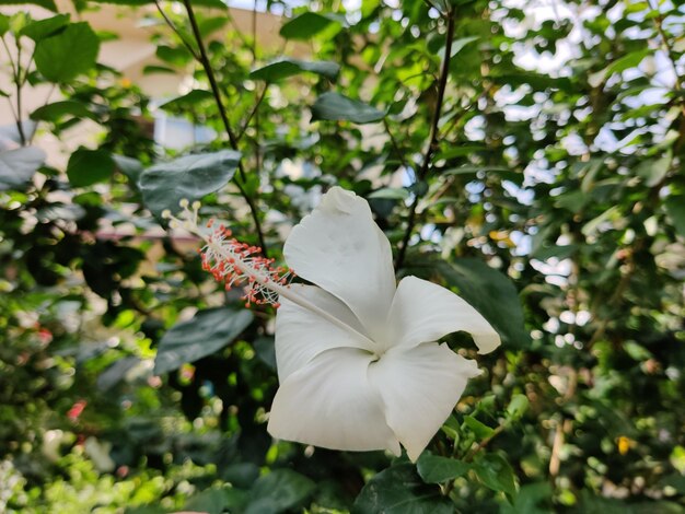 White Fresh Hibiscus Flower Seeds – Heirloom, Non-GMO, High Germination Seeds