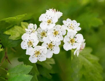 White Hawthorn Flower Seeds – Heirloom, Non-GMO, High Germination Seeds