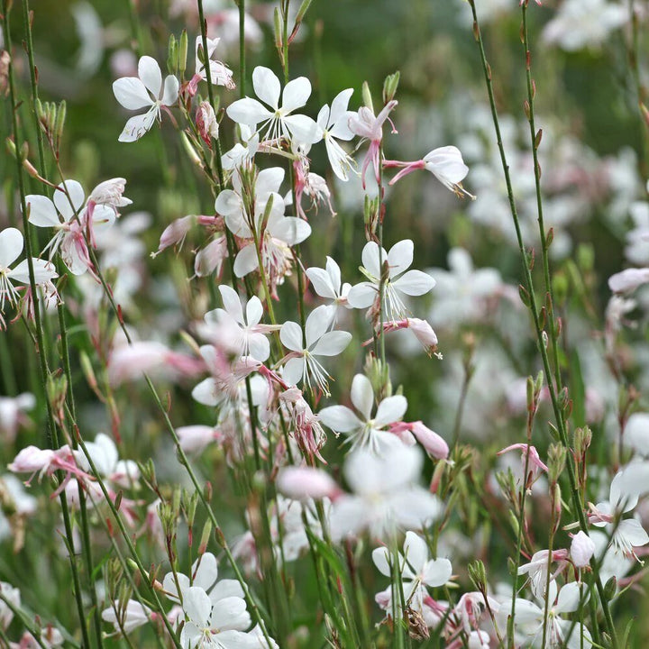 Guara Blumensamen – Alte Sorte, gentechnikfrei, hohe Keimrate